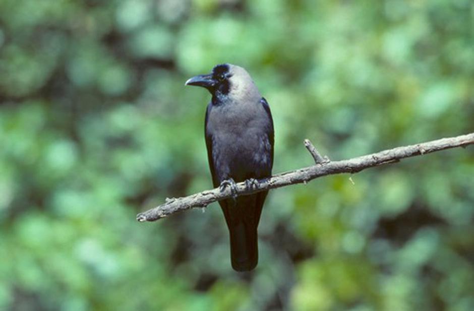 Corvus splendens | Avtor: Profimedia