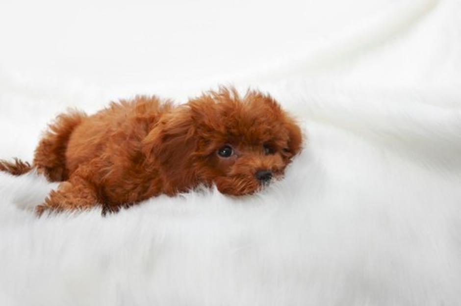 Kuža | Avtor: Profimedias