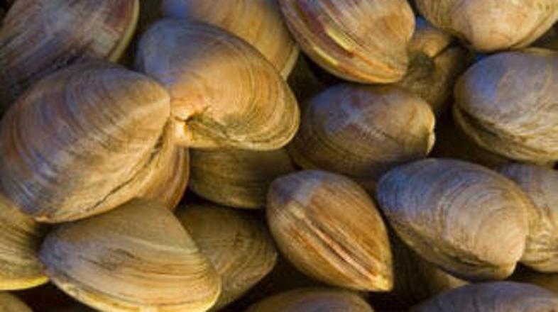 Toksini so se sicer v školjkah doslej običajno najprej pojavili junija, maja še 