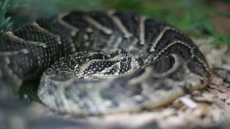 puhnica ali bitis arietans