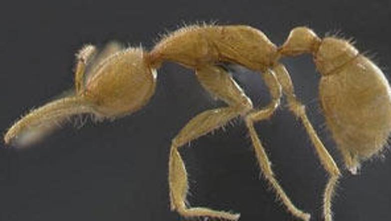 Mravlja je slepa in nima spodnje čeljusti.