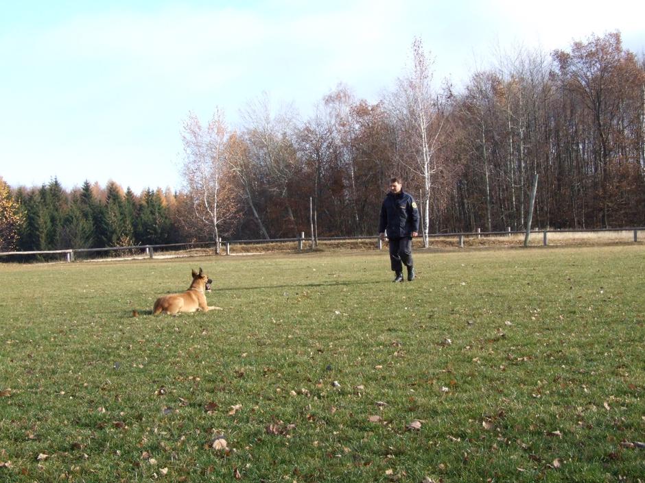 policijski pes | Avtor: Štefan Vajd