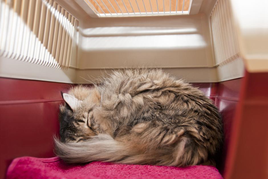 mačka košara | Avtor: Shutterstock