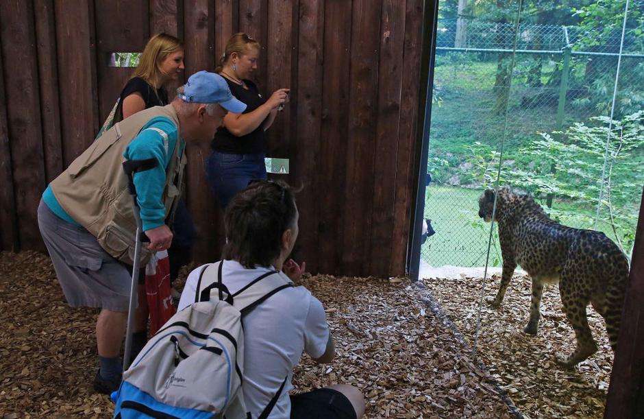 Gepardi v ZOO Ljubljana | Avtor: Saša Despot