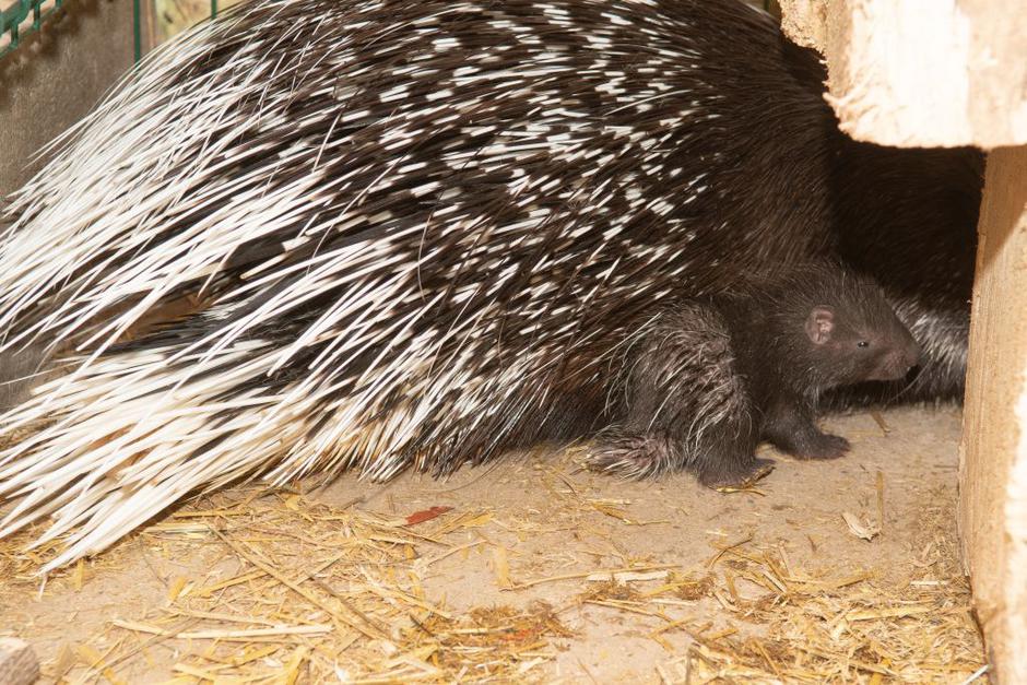 Živalski vrt Ljubljana | Avtor: Arhiv ZOO Ljubljana