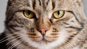 Pri mačkah spolni odnos sproži ovulacijo. (Foto: Shutterstock)
