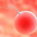 Zdravniki priporočajo redne teste plodnosti. (Foto: Shutterstock)