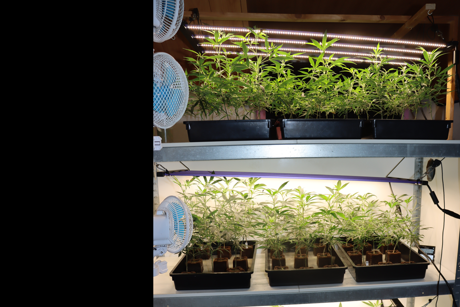 Gojenje konolje v Pesnici