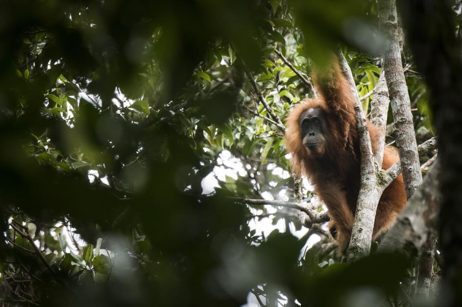 Tapanuli orangutan