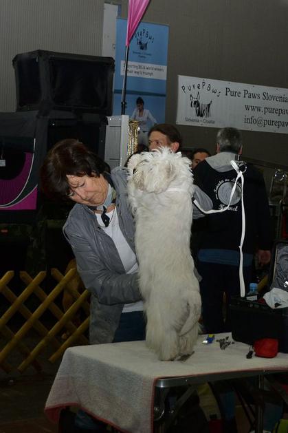 CACIB Ljubljana 2015