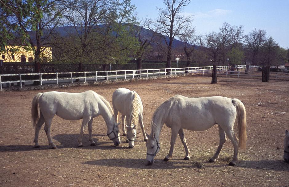 Lipicanec | Avtor: Profimedia