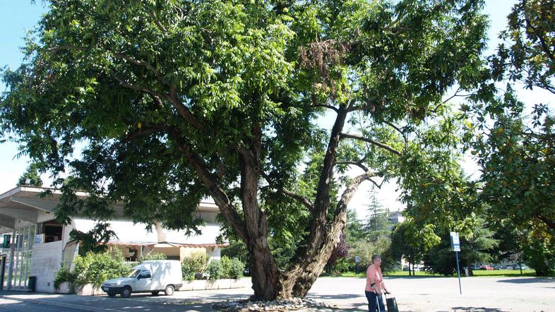 Nova Gorica naj ne bo prepoznavna le kot mesto vrtnic, pač pa kot mesto zelenja 