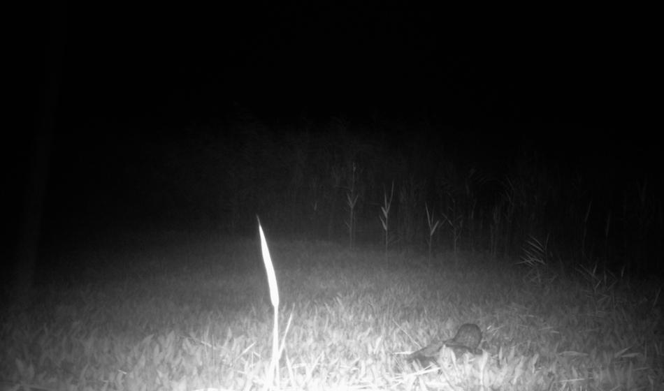 Na Cerkniškem jezeru opazili skrivnostno obiskovalko