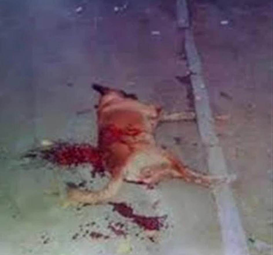 ukrajina pobijanje psov pred eurom 2012