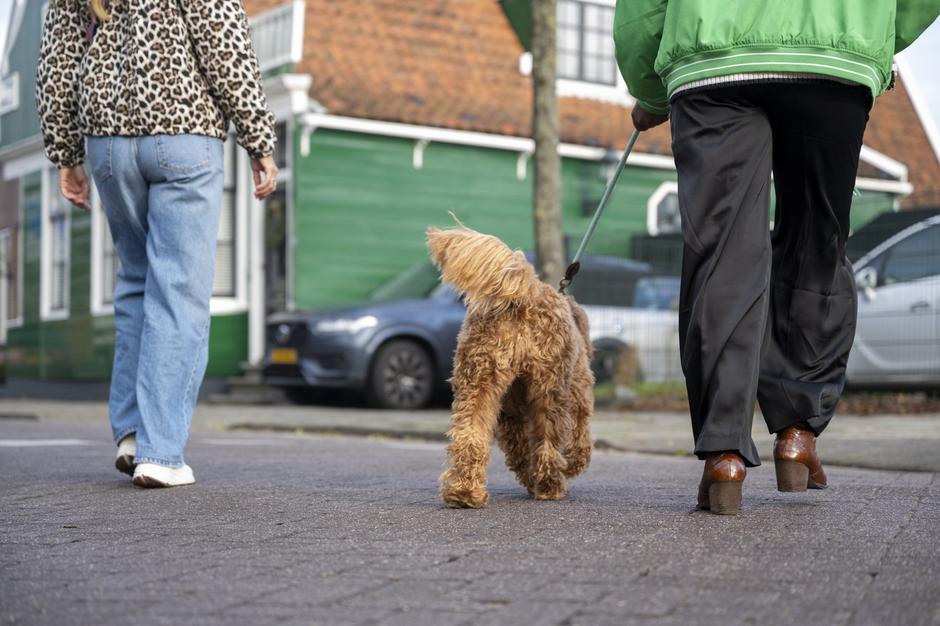 Pes na sprehodu | Avtor: Profimedia