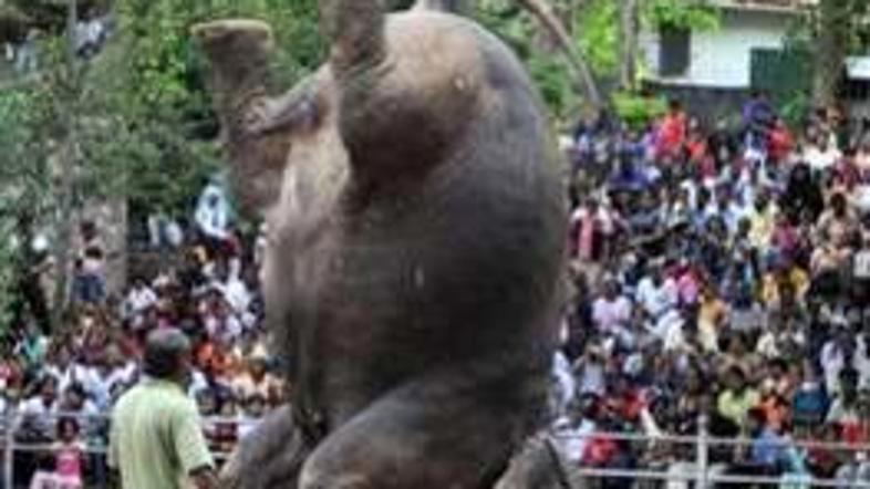 S takimi akrobacijami slonica privablja obiskovalce.