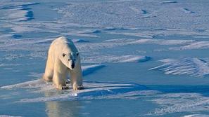 Zaradi segrevanja Zemlje in posledičnega taljenja ledu v severnih morjih so seve
