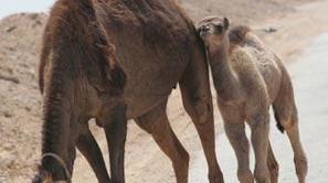 Kamele so presenetile Avstrijce.