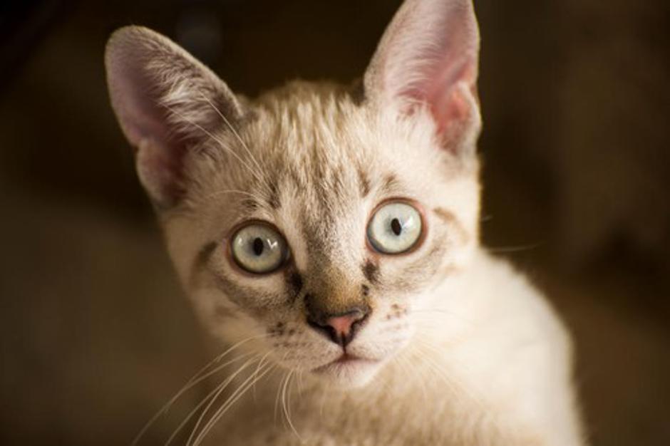 Mačka | Avtor: Profimedias