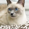 Mačje lepotice si lahko ogledate v soboto in nedeljo. (Foto: Shutterstock)