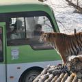 sibirski tiger, kitajska, rezervat, park, ogrožene živali