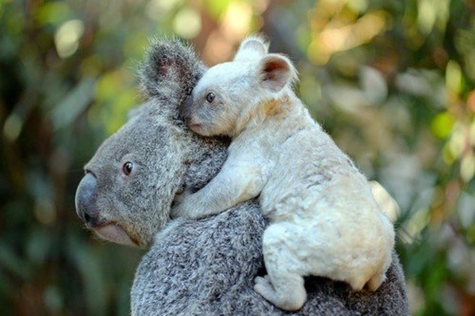 Bela koala | Avtor: Profimedia