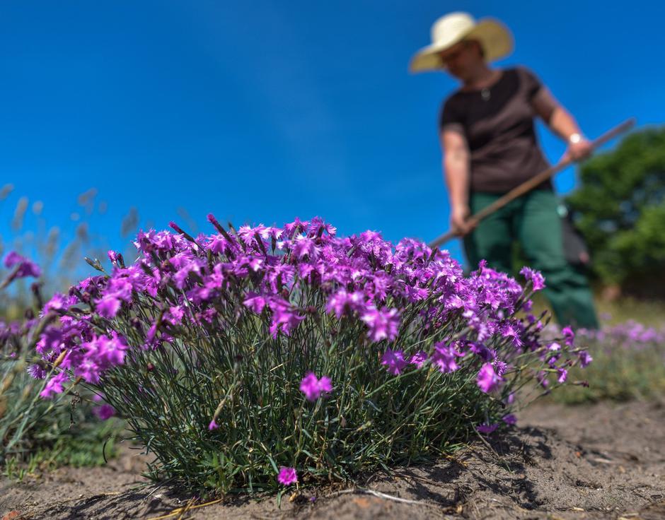 Binkoštni nagelj | Avtor: Profimedia