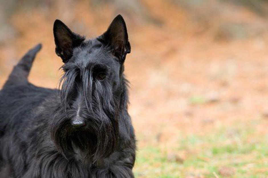 Škotski terier | Avtor: Profimedia