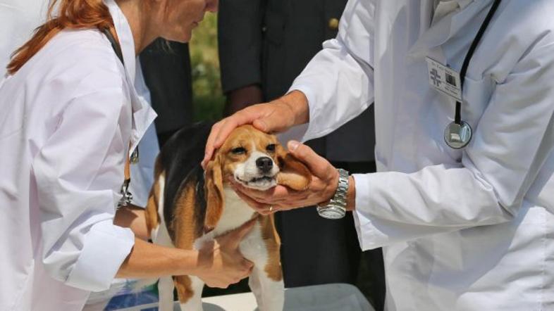 Rešeni beagli iz Italije