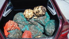 Školjke so prevažali, skladiščili in distribuirali na neprimeren, nehigieničen n