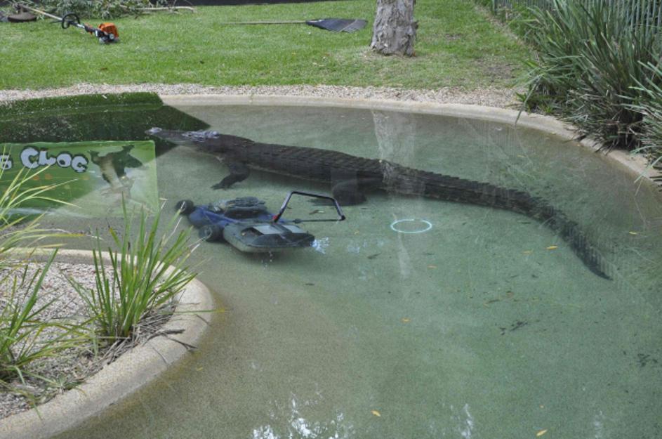 Krokodil s kosilnico 