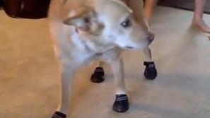 pes v čevljih