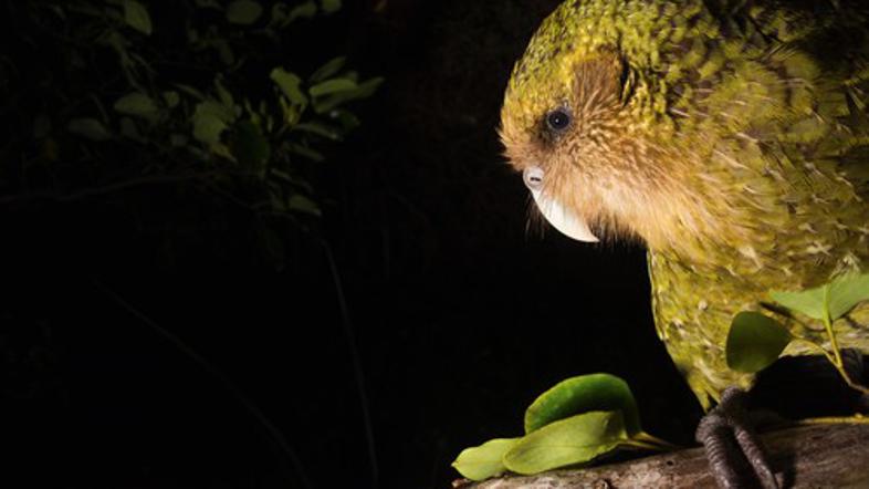 Kakapo