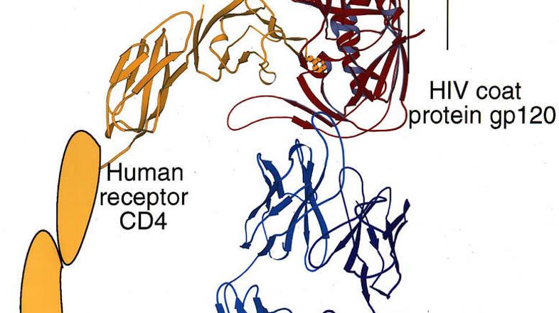 Fotografija prikazuje, kako se virus HIV gp120 (rdeča na vrhu) povezuje s človeš