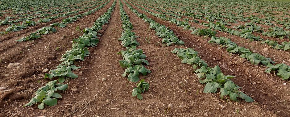 kmetijstvo, polje, hrana | Avtor: M. Ha.