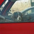 Pes v avtu