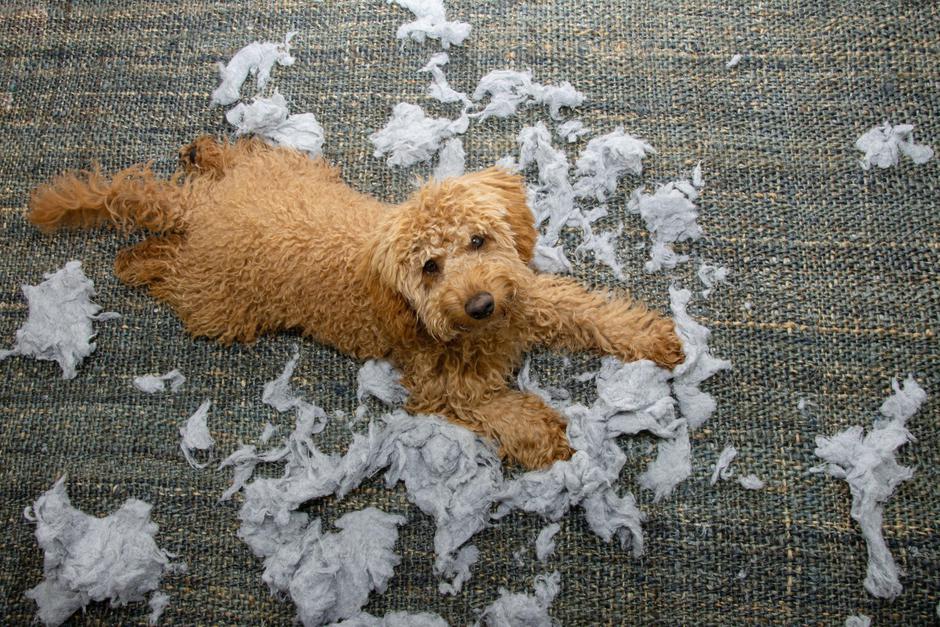 pes | Avtor: Profimedia