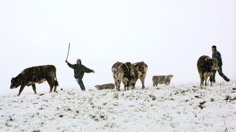 Takole je presenetilo bavarske kmete. (Foto: Epa)