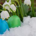 Zvončki, sneg in jajčka