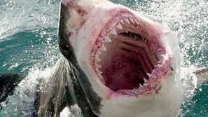 Ponedeljkov napad belega morskega psa na 43-letnega Slovenca v Jadranskem morju 