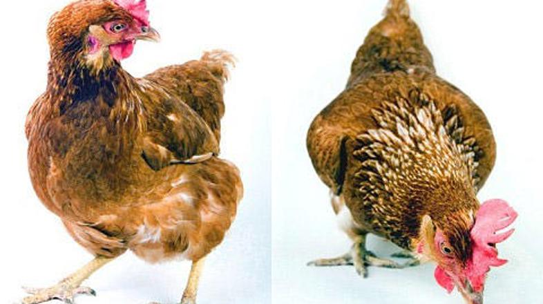 Človek je kokoš udomačil pred 5.400 leti.