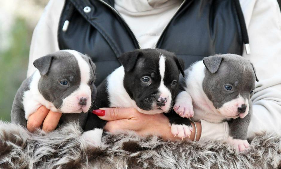 Ameriški bully | Avtor: Bonny Hrovat