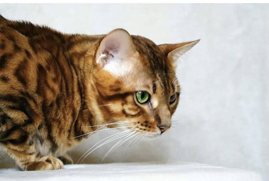 bengalka mačka | Avtor: Ksenija Praper