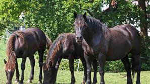 razno 12.09.09 konji na pasi, zivali; foto:Sasa Despot