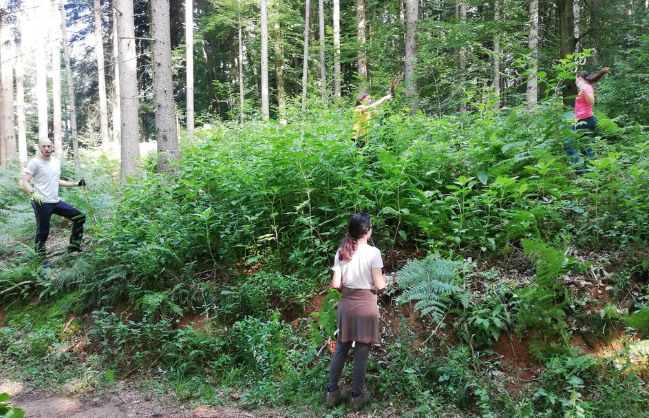 invazivka navadna barvilnica odstranjevanje v kraju Jable Trzin