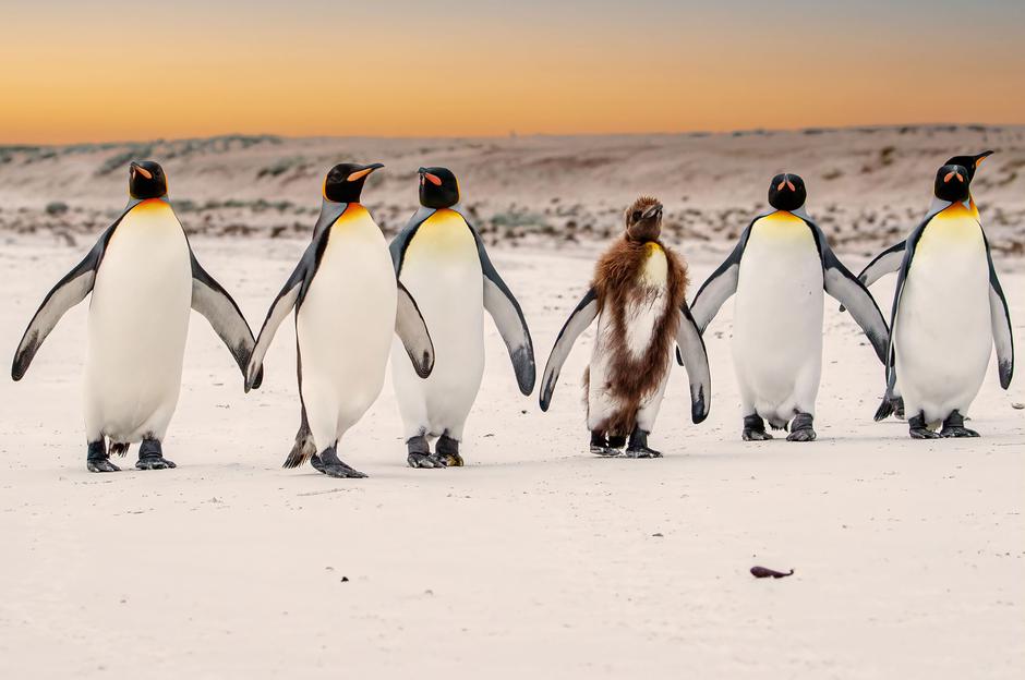 Kraljevi pingvin | Avtor: Profimedia