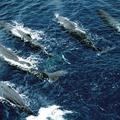 Med ogroženimi živalskimi vrstami je tudi kit glavač.