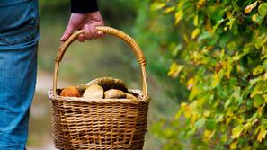 košara gobe nabiranje gob