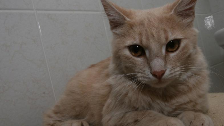 zivljenje 17.10.13. obalno zavetisce, mucek