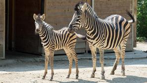 ZOO ljubljana ljubljanski živalski vrt zebra Sanaa